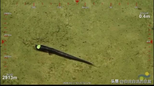 潜入深海寻找宝藏,潜入海底最深处你会发现什么