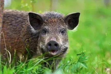 陕西渭南悬赏抓野猪，不让投毒，不许用枪？抓野猪有多危险？