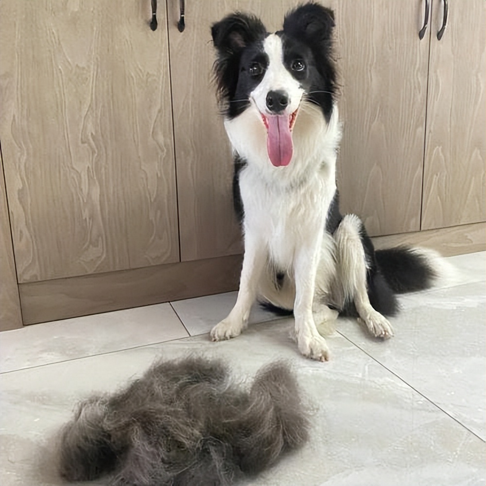 又便宜又可爱的狗,便宜好养的6种狗经济实惠又可爱