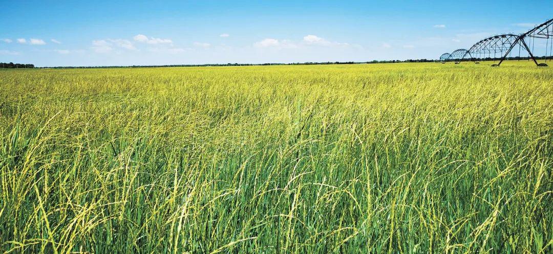 羊草的多种用途,内蒙古羊草是什么东西