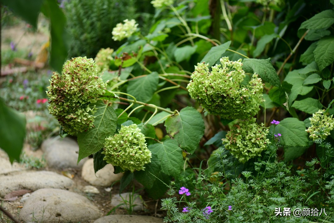 看到你的花园那么惨，我就安心了|园丁