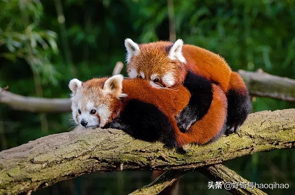 毁童年!干脆面上印的竟然不是小浣熊?