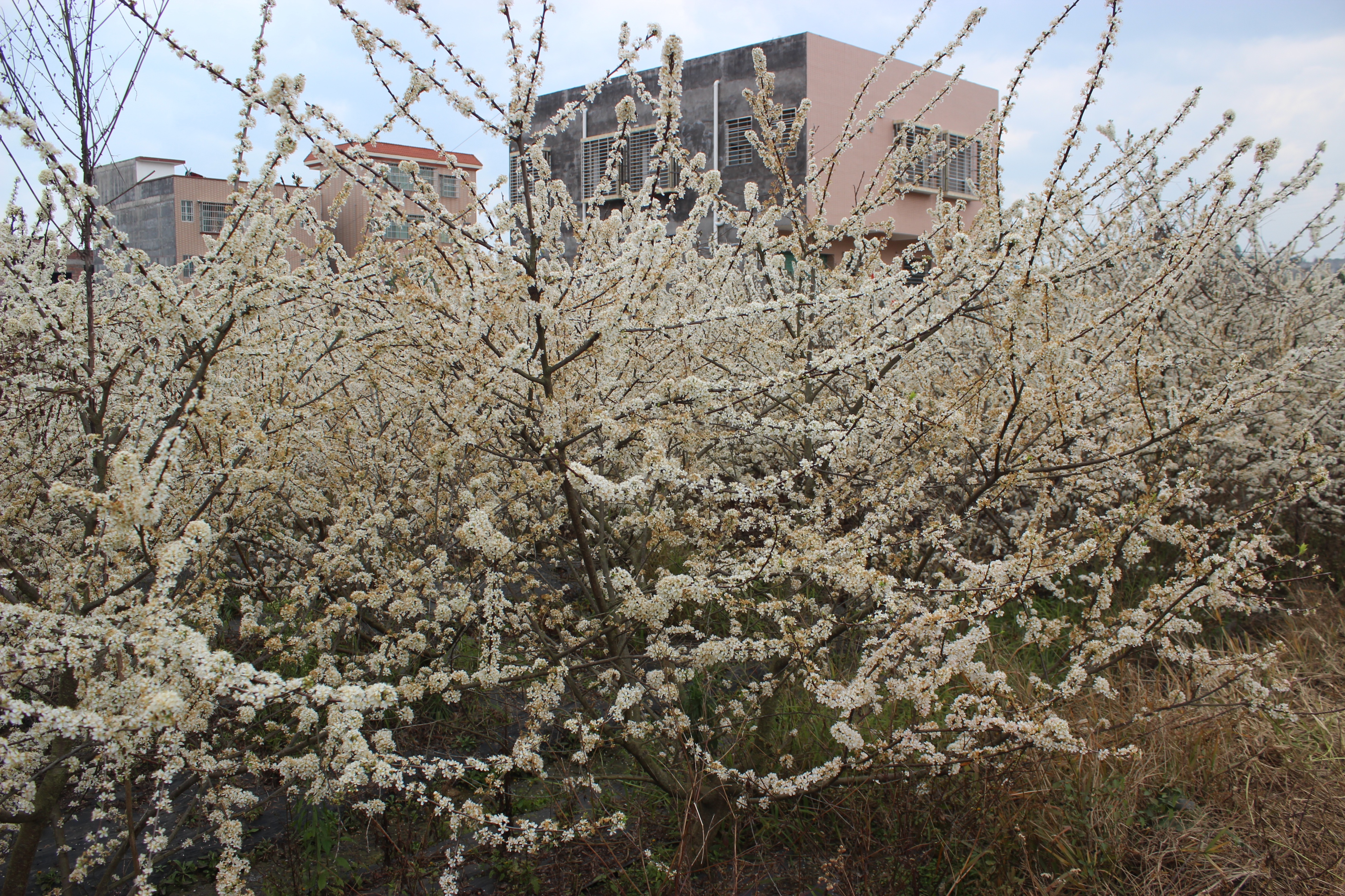 赣州周末出游攻略,春节赣州出发2-3天短途旅游