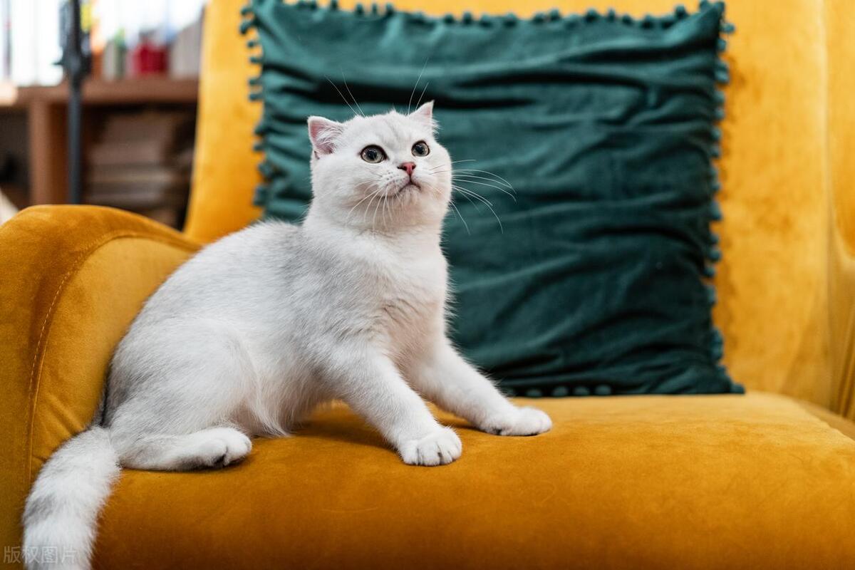 猫咪被粘苍蝇的胶粘到怎么洗掉,猫咪粘到老鼠贴怎么弄干净