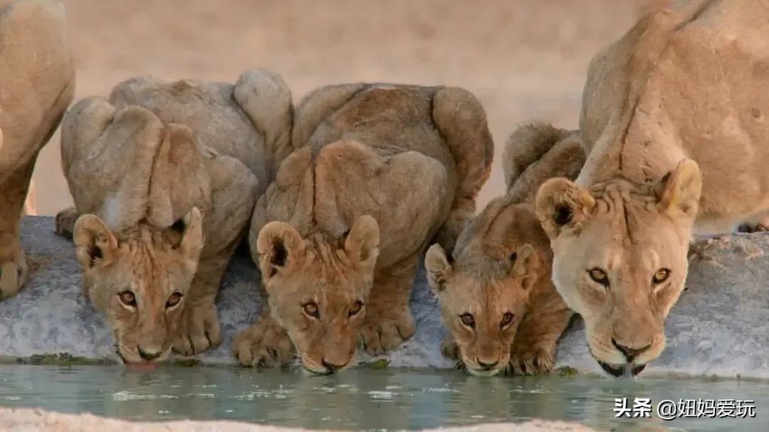 带你真切看人间的宝藏纪录片top10,十一长假适合带孩子看的纪录片