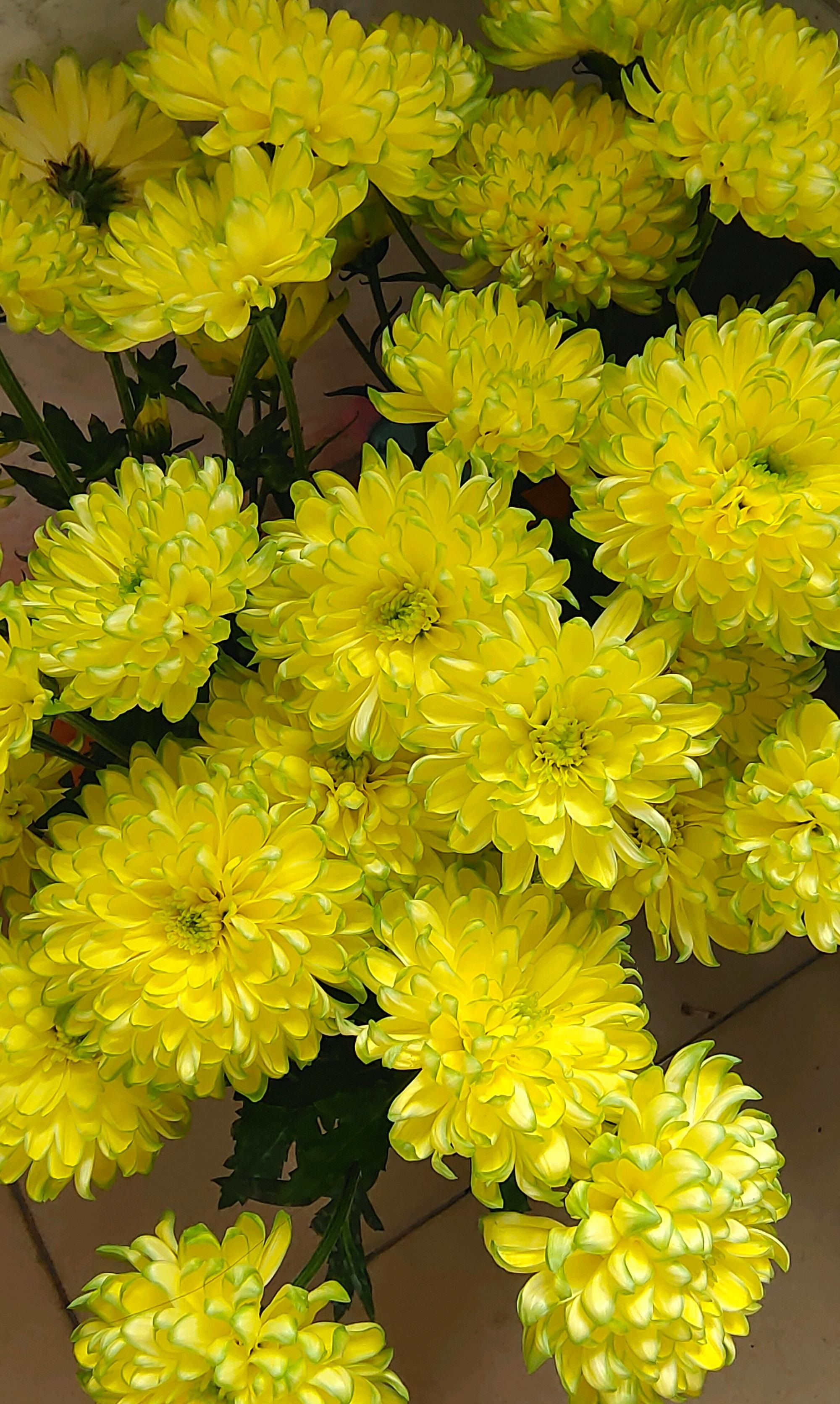 粉天赞菊花好养吗,天赞菊花冬天可以扦插吗