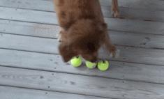 金毛嘴巴一直流白泡沫怎么办,金毛口水泡沫太多了什么原因