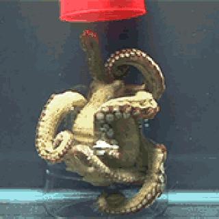 3个心脏的章鱼是什么,地球的外星生物章鱼