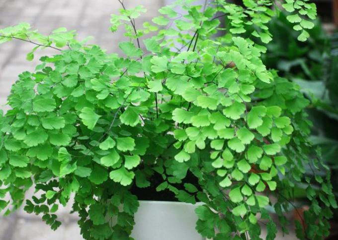 铁线蕨养护不当，叶片会发黄、干枯？教你5个方法，轻松搞定