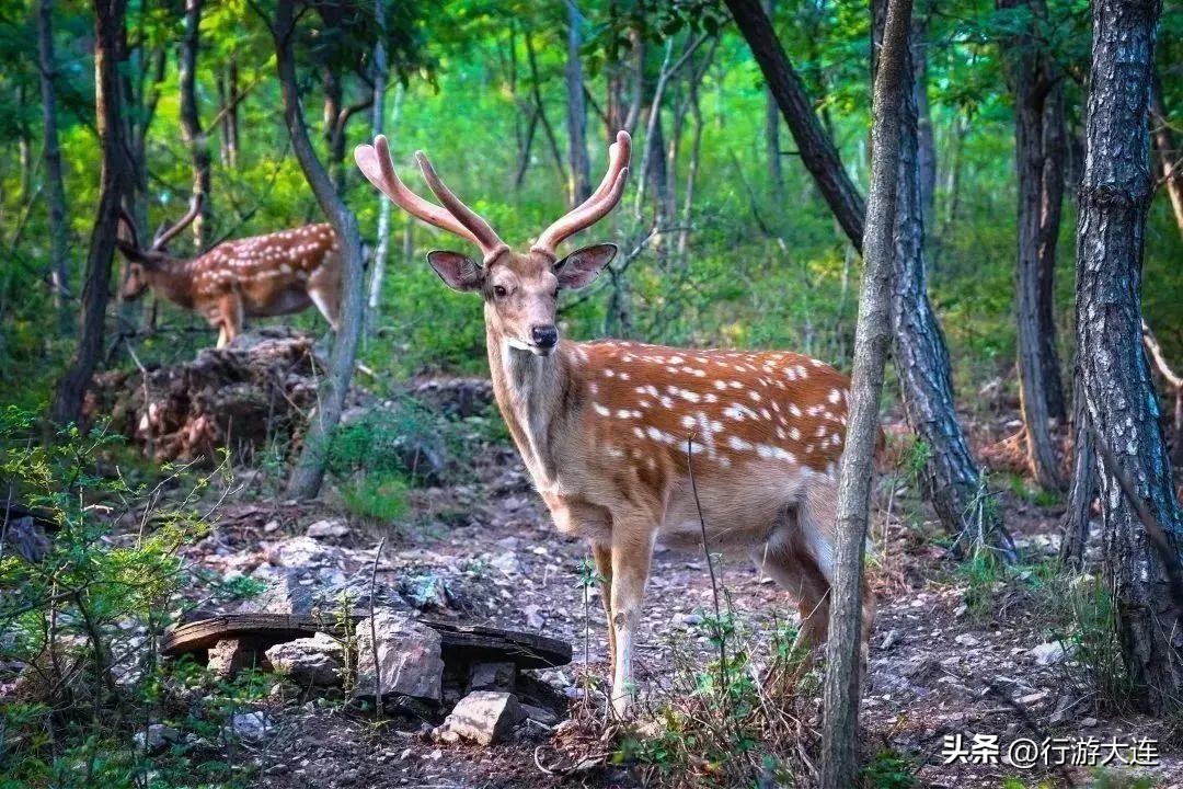 大连海滨木栈道徒步路线,大连滨海路徒步景点介绍视频