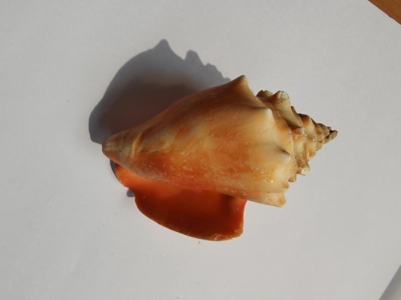 海南海鲜贝类有哪些,海南海鲜贝类