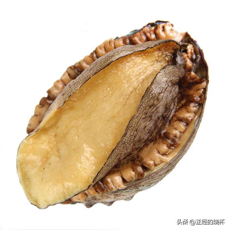 鲍鱼分布在哪里,鲍鱼由哪些部分组成的