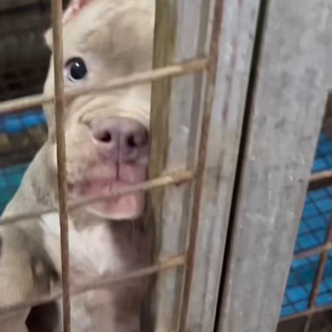 恶霸犬皮肤病混合感染怎么治疗,恶霸犬真菌性皮肤病用什么药