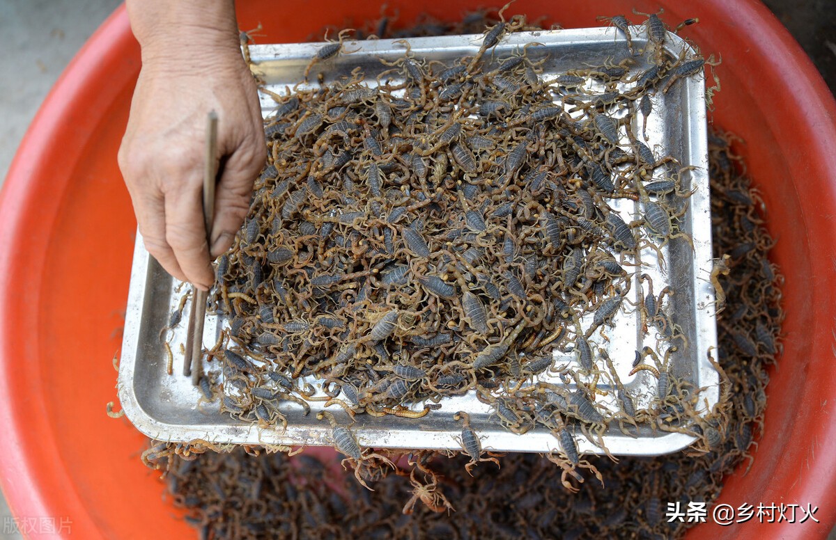 蝎子养殖可靠吗,蝎子养殖好项目是什么