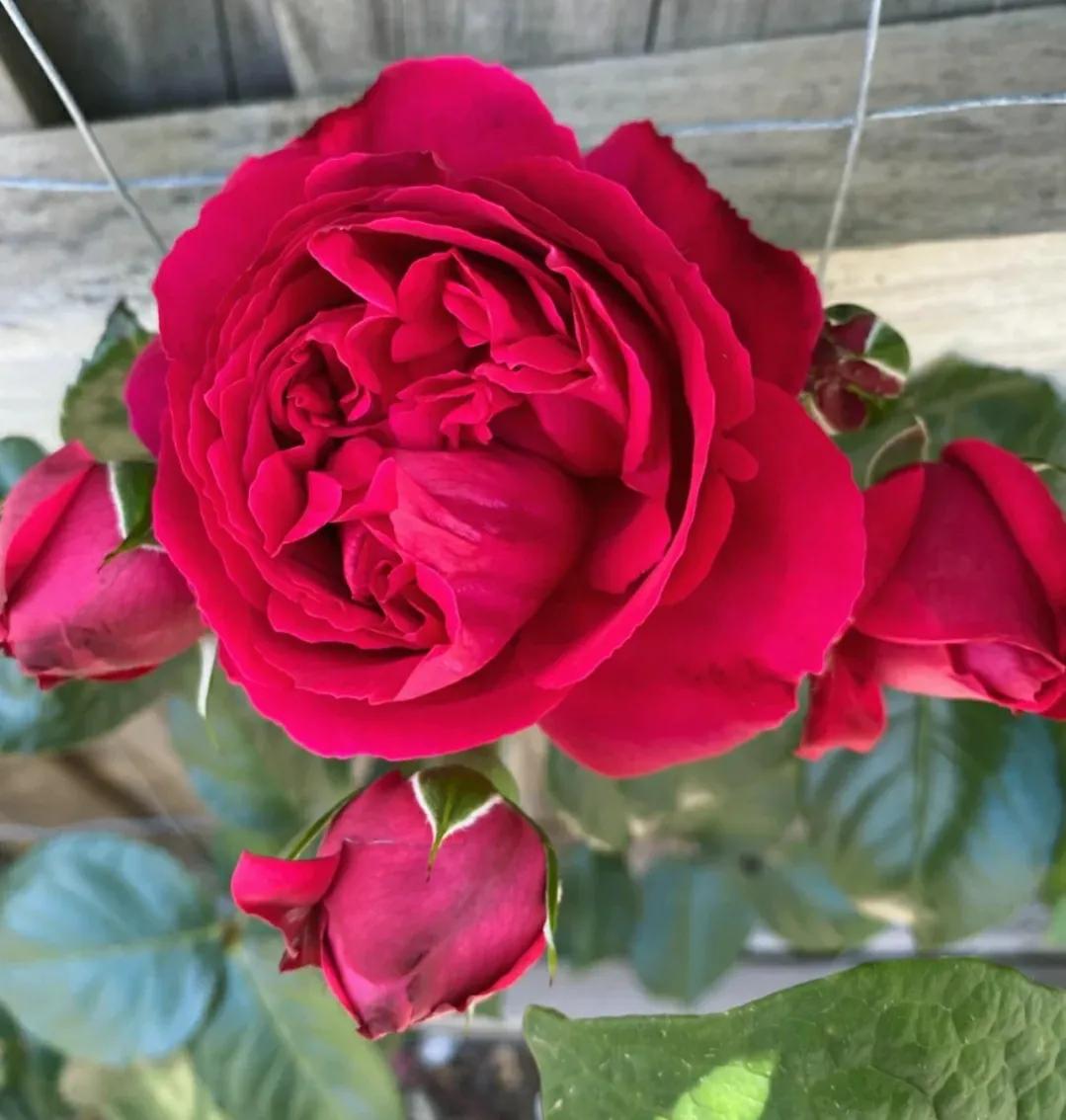 良心商家道出真相，3种月季白送给你都不能要，很多人都被骗了