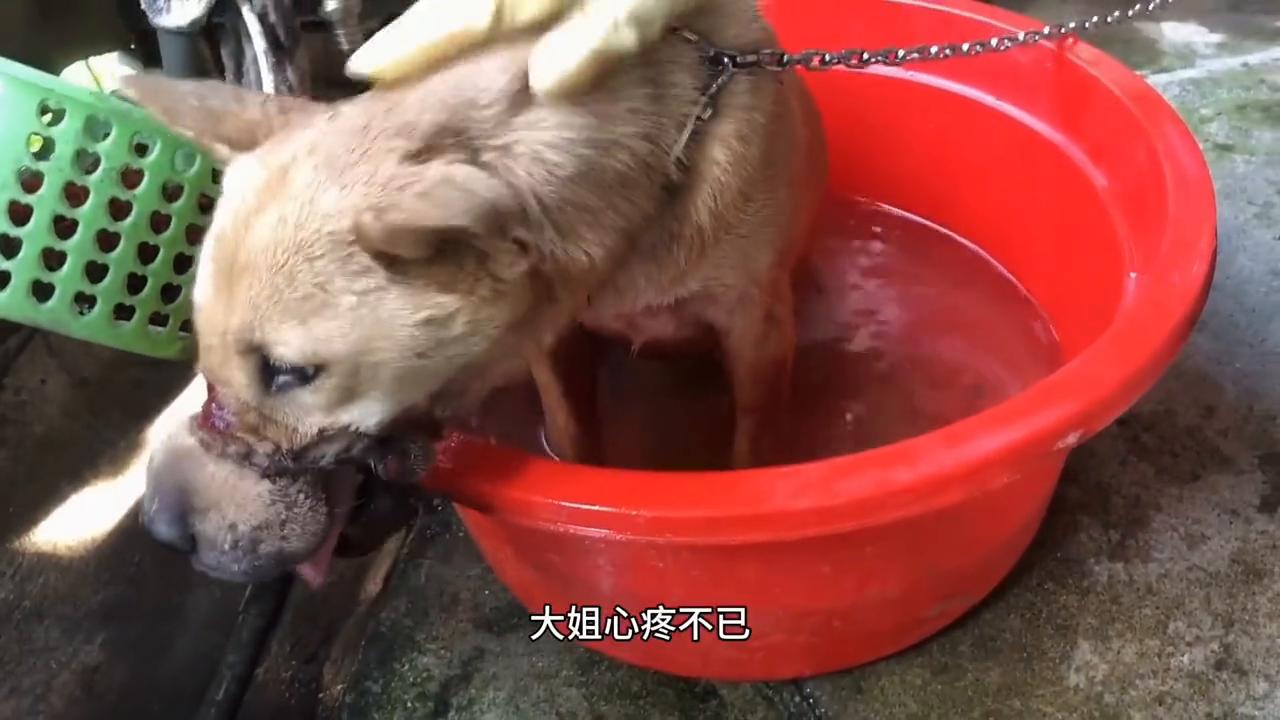 狗狗脖子被铁链深深勒住好心救援,狗狗脖子被铁丝缠住救助