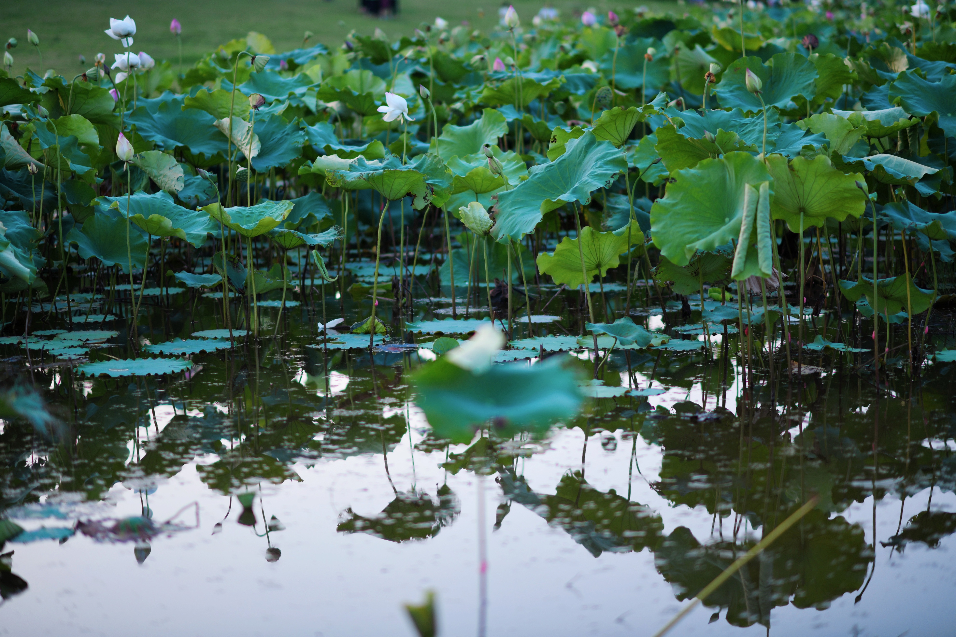 重庆市赏花胜地游玩线路,重庆渝北周边赏花地点推荐