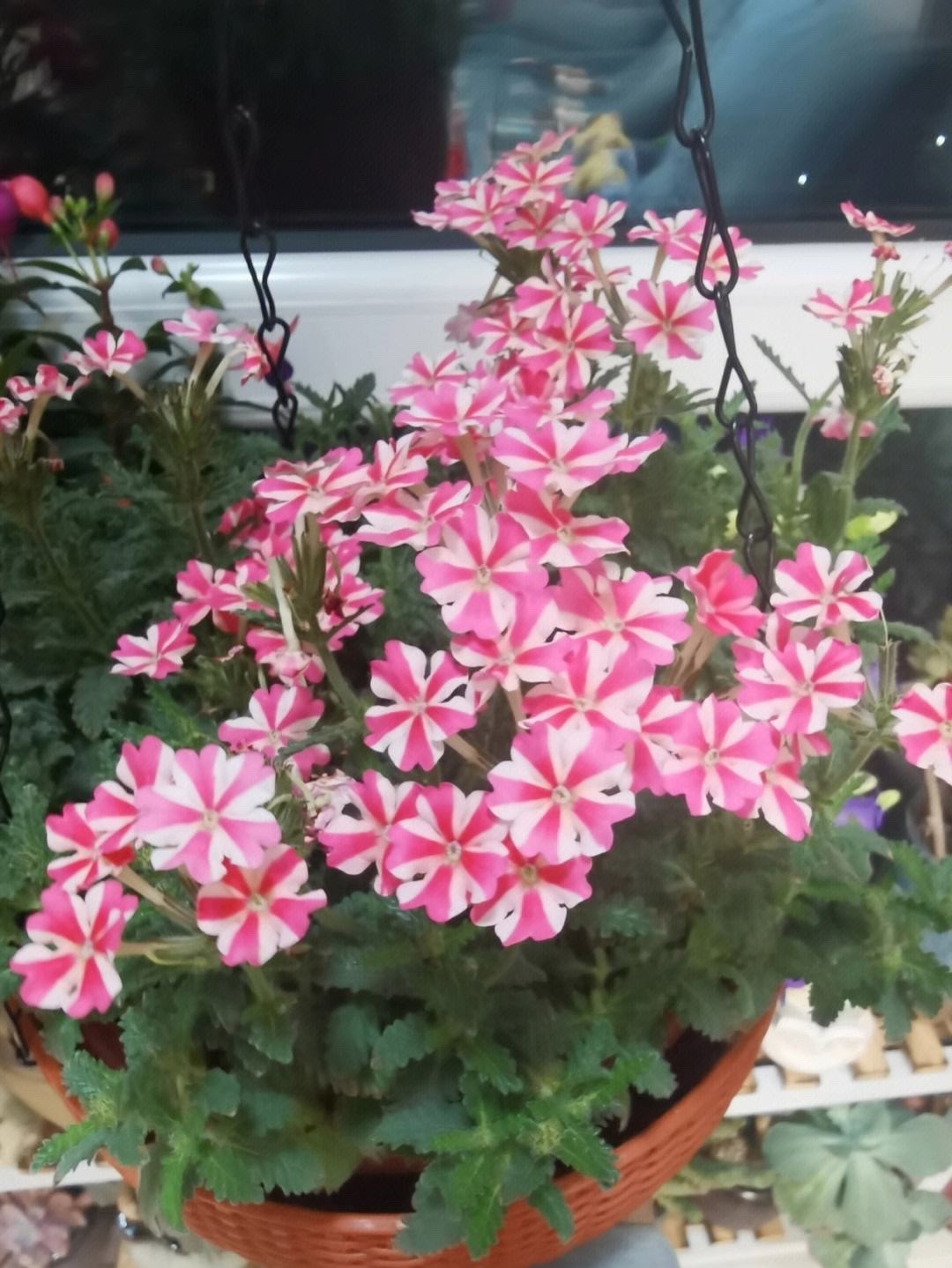 3种花最适合夏天养,4种花最适合冬天养开花漂亮