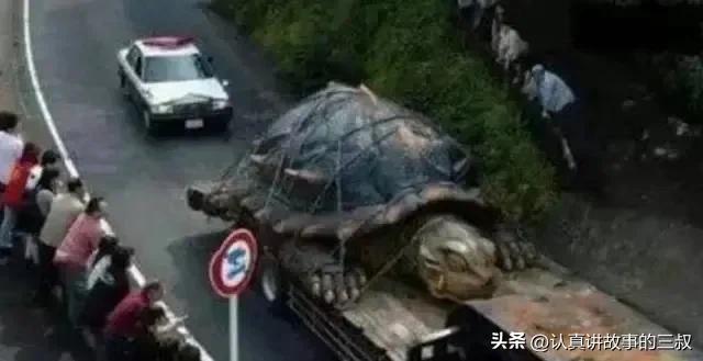 黄河巨龟奇闻怪事件,黄河巨龟传说大全