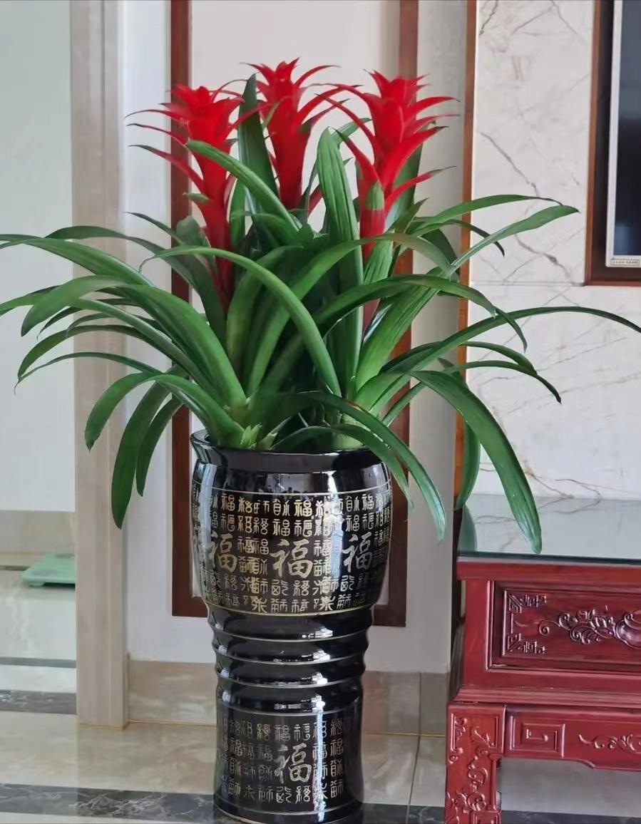 摆放客厅十种最旺气的花,家中客厅财位摆放什么最招财聚财