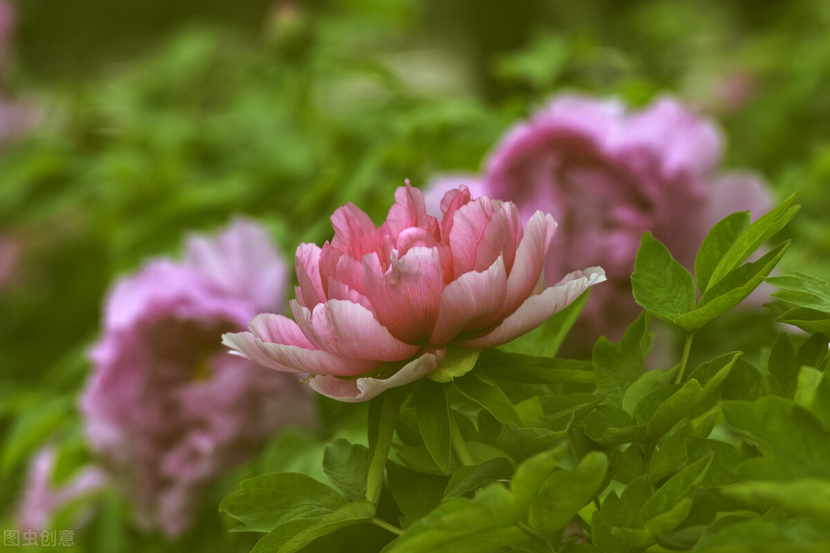 郭进拴｜大美的湖畔明珠