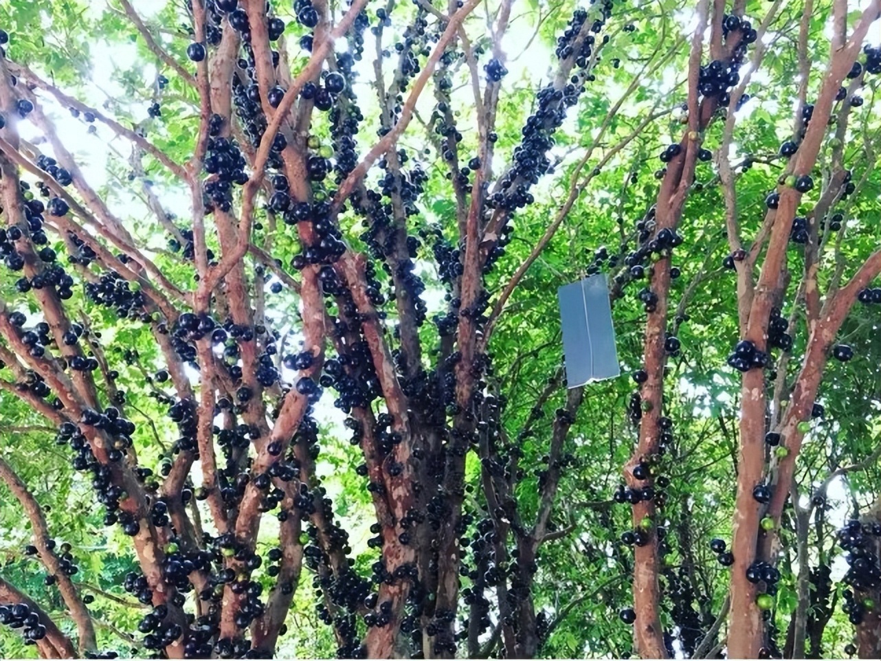 四月生长的水果有哪些,4月开花的水果