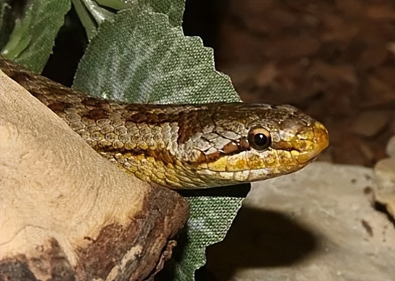 「原来欧洲有这么多种蛇？！」偷师卡塞尔的豢龙大师·下