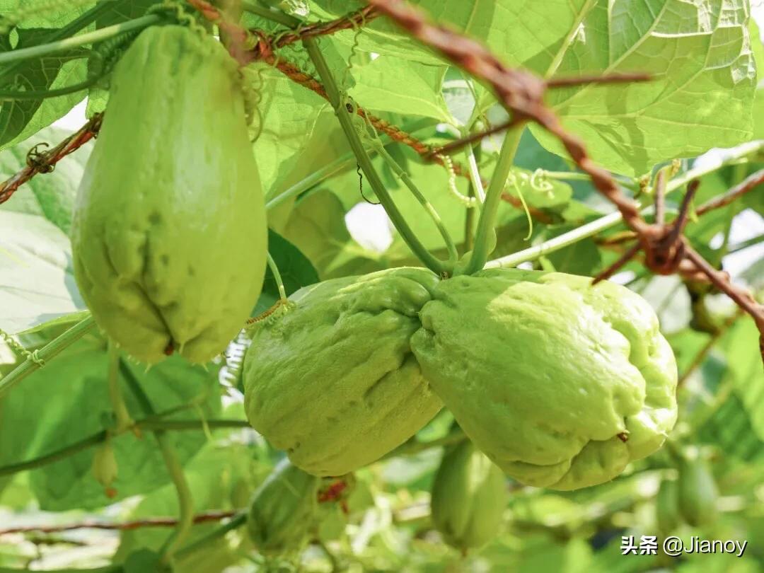 佛手瓜如何吃比较有营养,佛手瓜怎样吃最有营养