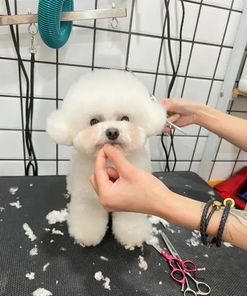 比熊吃鱼油有什么好处,比熊断尾的好处与坏处