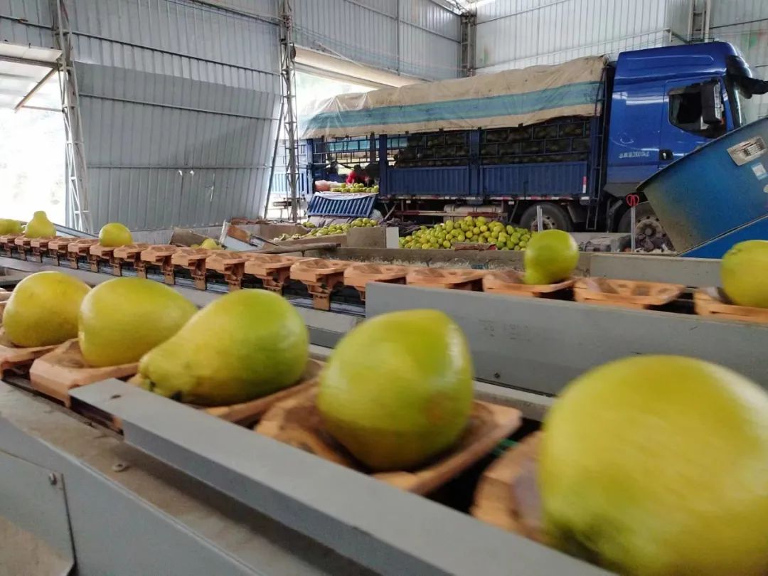 我，广东梅州人，大学毕业返乡帮父母卖水果，5年年销量200万斤