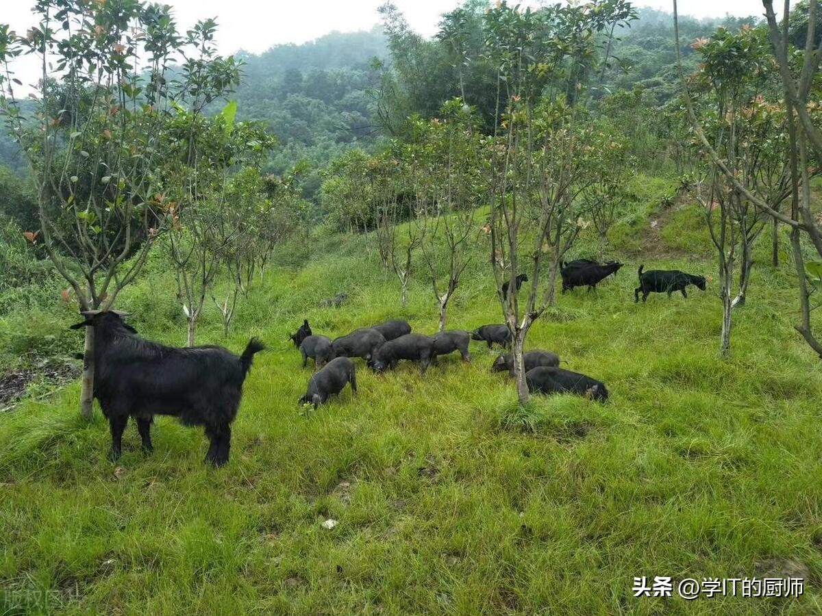 乌骨羊养殖前景如何,致富经养殖红骨羊