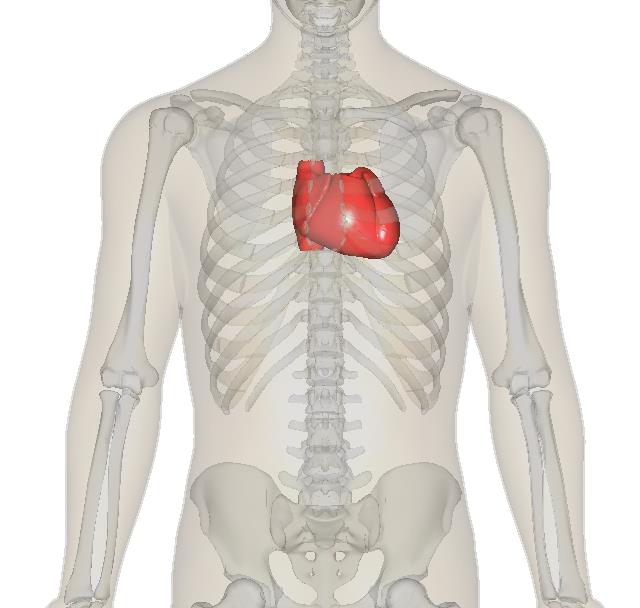 心脏跳动的极限是2亿次,人的心脏一辈子跳动大约30亿次