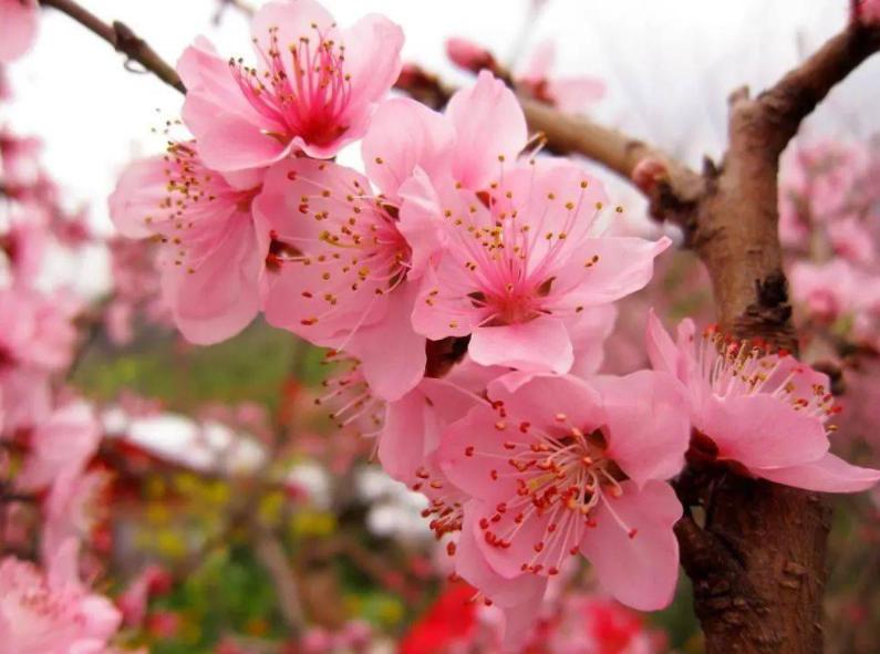 西安桃花观赏最佳地点,西安桃花潭公园桃花什么时候开