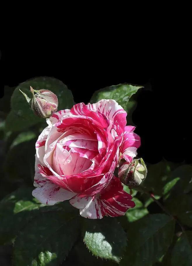 一朵玫瑰花唯美图片大全,分享一组绝美花图