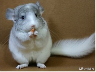 小众萌宠,小众宠物