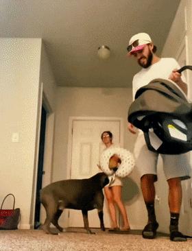 狗狗听主人胎动很惊讶,狗狗听胎动惊讶