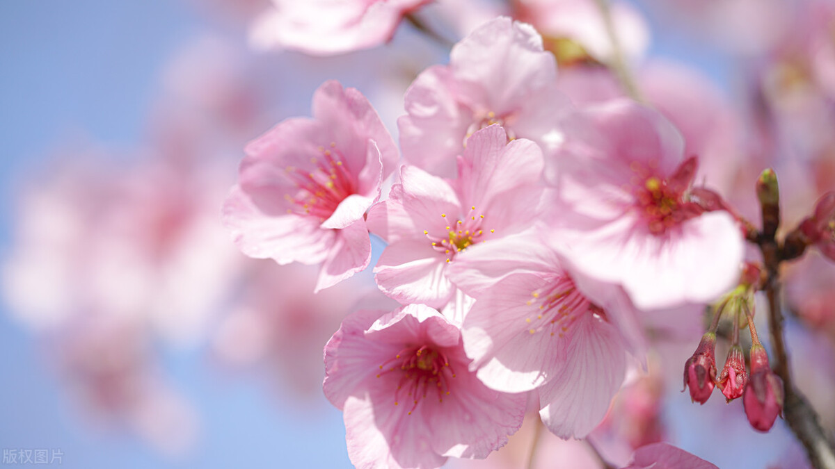 世界赏樱胜地东湖樱园樱花盛开,中国赏樱胜地堪比日本东京