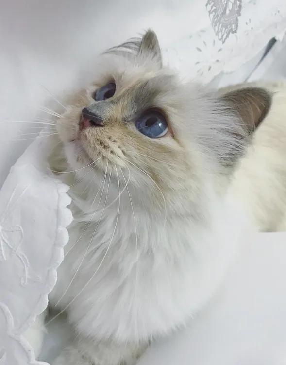 世界上最有钱的猫，坐拥21亿的财富