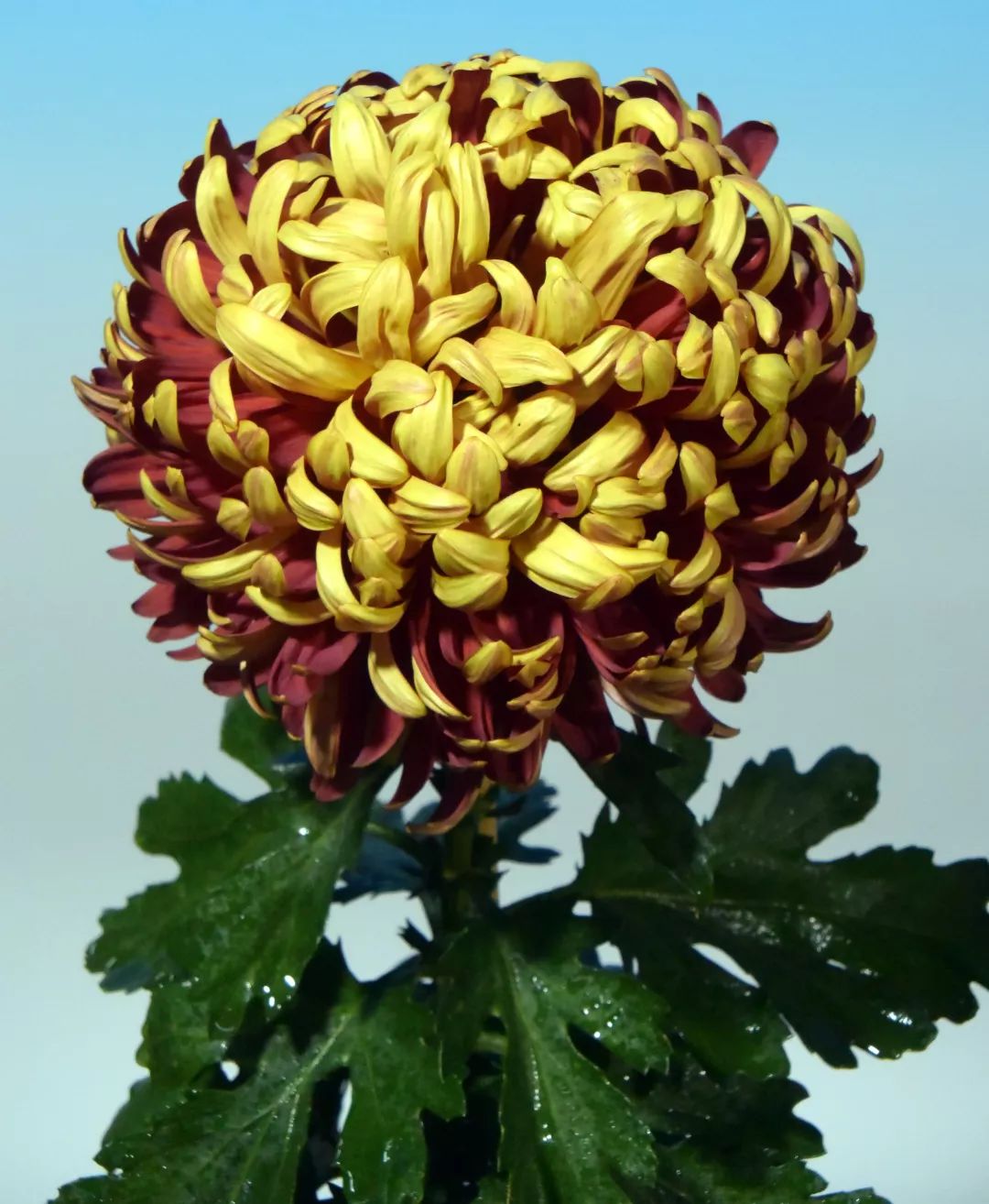 13个“菊王”，哪个才是你心目中的王者？