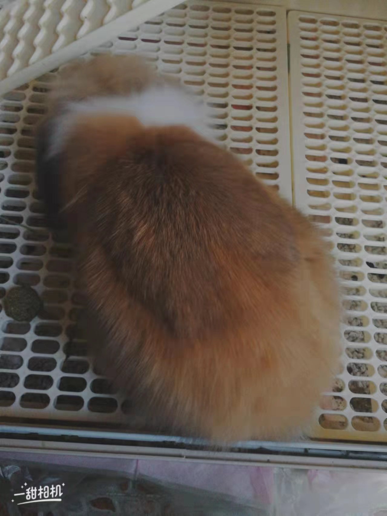 冬天怎么给兔子保暖最好,冬天兔子下崽怎么取暖