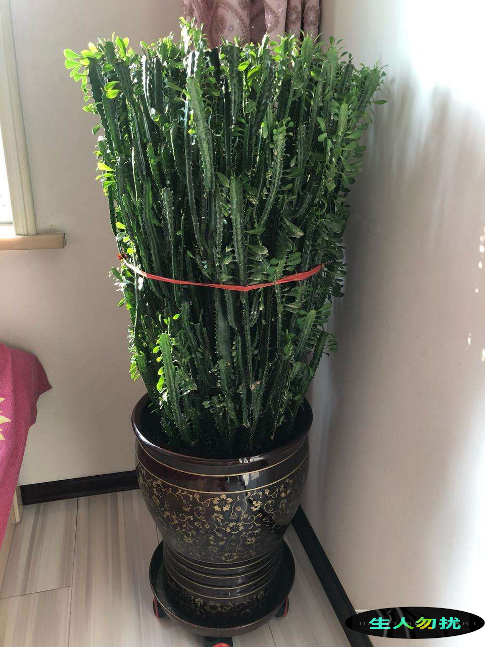 家里养花有句老话说花旺人不旺,在家养花对风水好的花