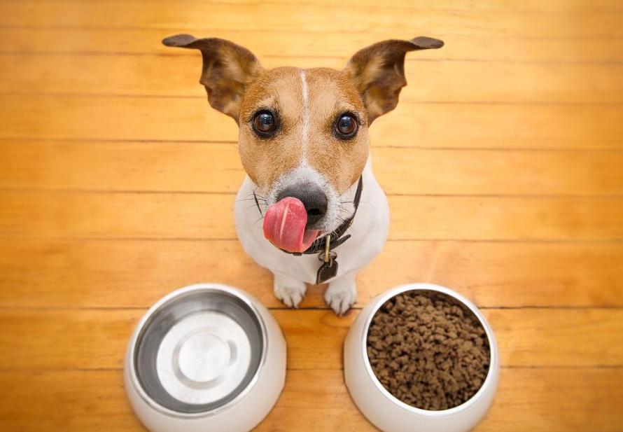 最坑的国产狗粮,2021十大国产良心狗粮排名