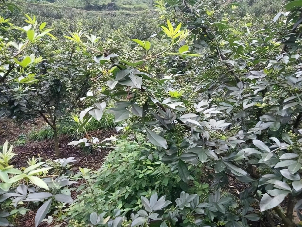 「泸州」“致泸合作”产业项目：叙永寨和村高山花椒首丰收农民笑开颜