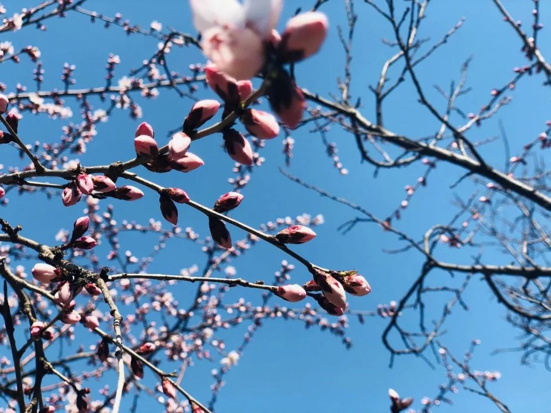 关于春装的高级文案,春装上新文案短句