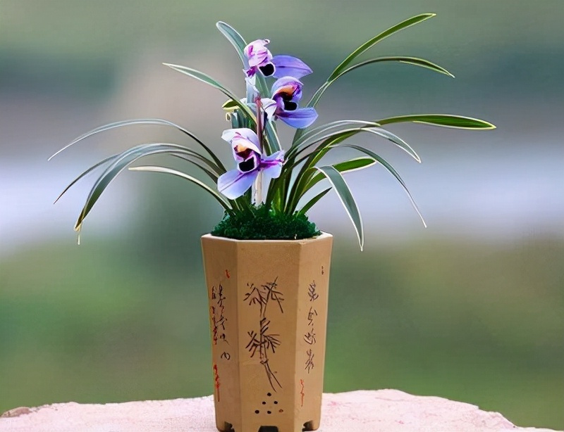 建兰金边紫月荷,建兰紫月荷视频