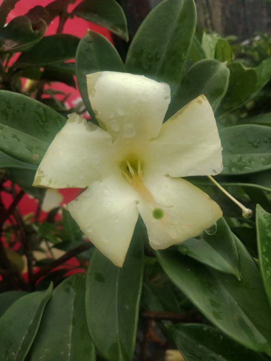 《她这样是嫌弃婆母吗》