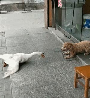 这6种狗狗别养，谁养谁崩溃，别不信