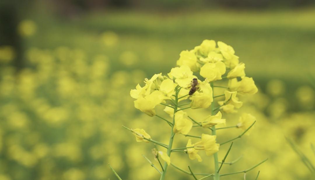 春天来了，“痴花”的您，来彩云之南做个“花吃”吧