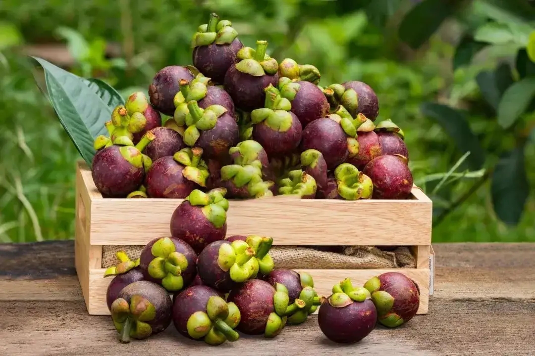 不会挑山竹记住这几点一挑一个准,挑选山竹小技巧新鲜又饱满
