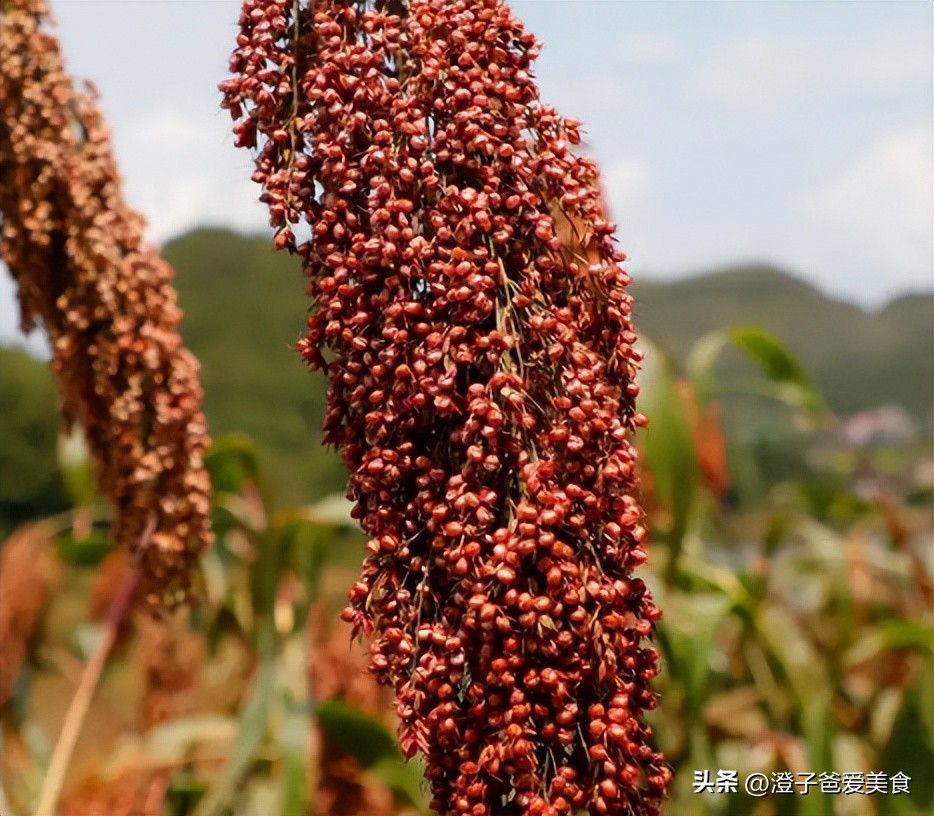 汾酒53度黄盖好还是红盖值得收藏,白玻汾酒黄盖和红盖的区别